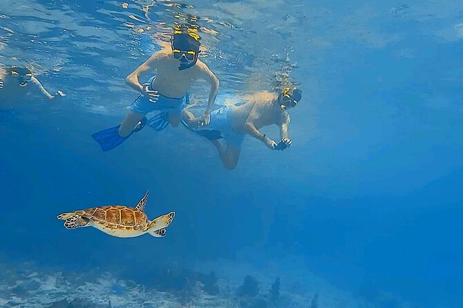 Snorkel with Turtles & see the Flamingos - What the $71.65 price really covers