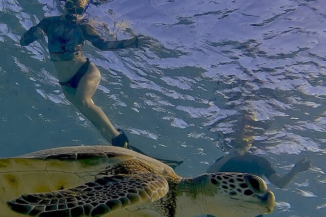 Snorkel with Turtles & see the Flamingos - Who will get the most from this Bonaire outing