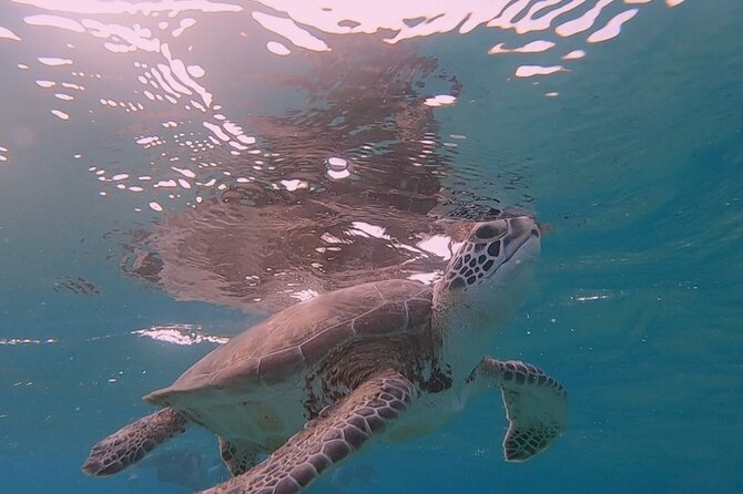 Snorkel with Turtles & see the Flamingos - A useful choice for nervous or less experienced snorkelers
