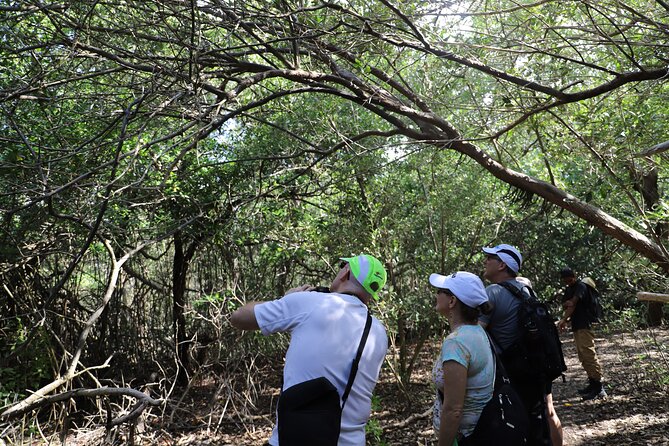 Spanish Lagoon Mangrove Trail & Bird Watching - Timing, pickup, and simple preparation