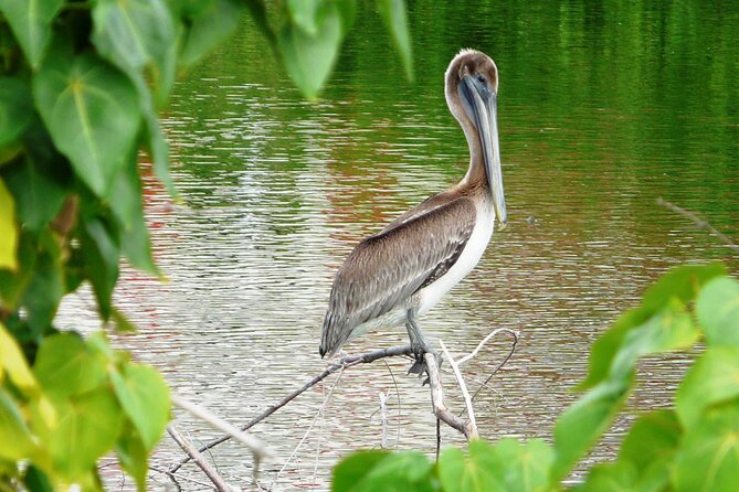 St.Martin - St.Maarten: Small Group, Birding Tour / Bird Watching Tour - Why an early morning matters on St Maarten