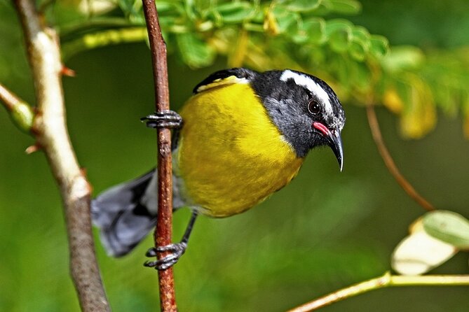 St.Martin - St.Maarten: Small Group, Birding Tour / Bird Watching Tour - What is included in the morning break