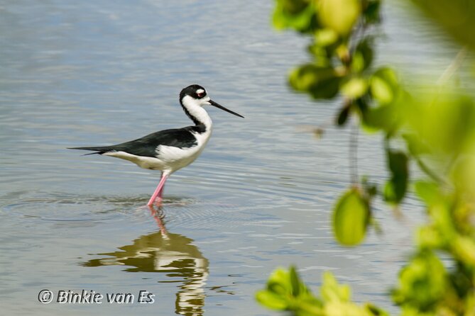 St.Martin - St.Maarten: Small Group, Birding Tour / Bird Watching Tour - Starting at Dock Maarten