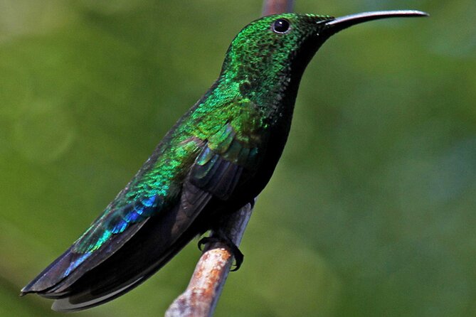 St.Martin - St.Maarten: Small Group, Birding Tour / Bird Watching Tour - Who will enjoy this tour most?