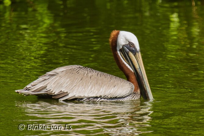 St.Martin - St.Maarten: Small Group, Birding Tour / Bird Watching Tour - Booking, cancellation, and practical details