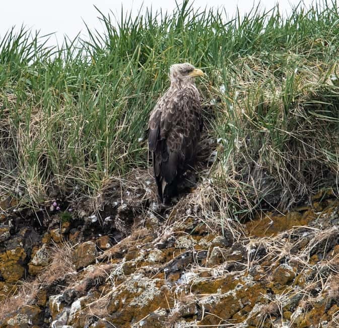 Stykkishólmur: Puffin and Wildlife Boat Tour - Key points to know before you book