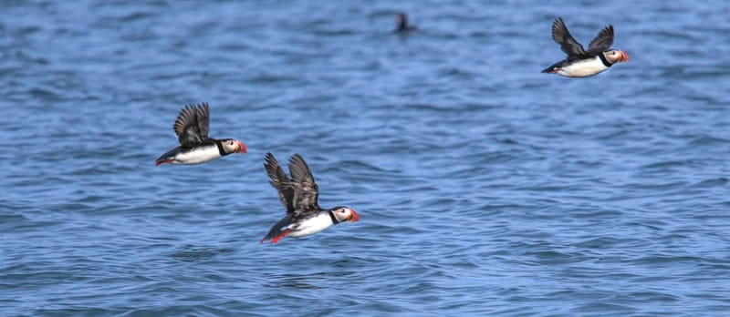 Stykkishólmur: Puffin and Wildlife Boat Tour - Leaving Stykkishólmur for Breiðafjörður Bay