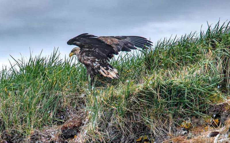 Stykkishólmur: Puffin and Wildlife Boat Tour - Seals, eagles, and the wider bird colony