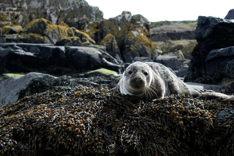 Stykkishólmur: Puffin and Wildlife Boat Tour - What the 15-minute sightseeing stop adds