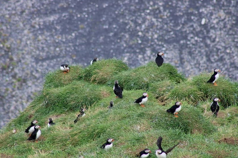 Stykkishólmur: Puffin and Wildlife Boat Tour - Why the small group matters