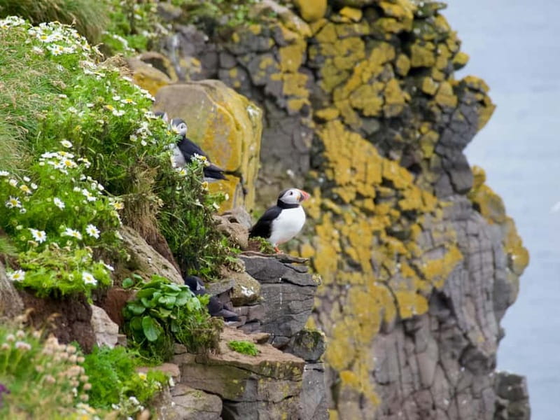 Stykkishólmur: Puffin and Wildlife Boat Tour - Clothing, cameras, and practical comfort