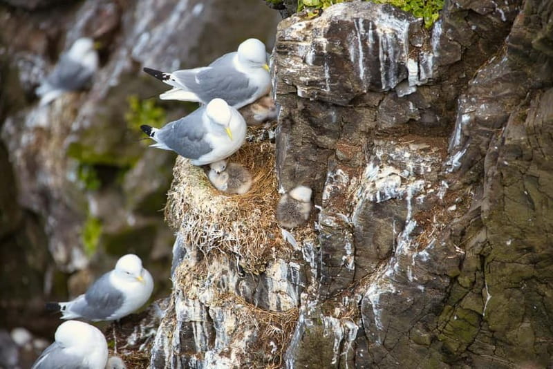 Stykkishólmur: Puffin and Wildlife Boat Tour - Who will enjoy this boat tour most?