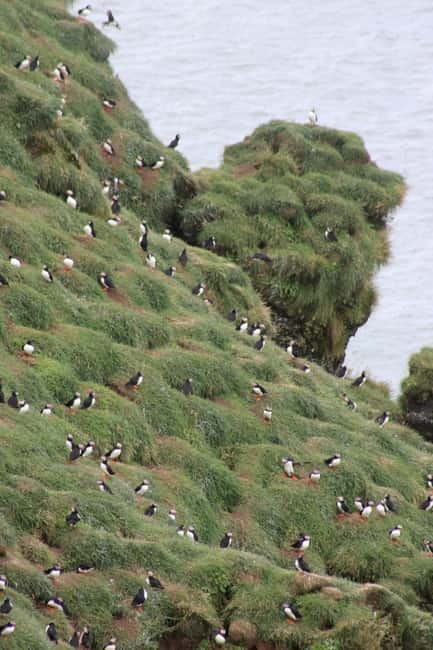 Stykkishólmur: Puffin and Wildlife Boat Tour - Booking timing and cancellation flexibility