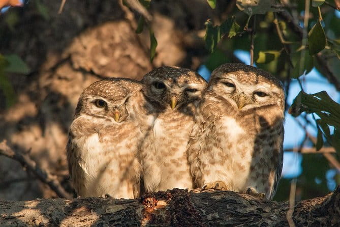 Sultanpur Bird Sanctuary Tour Near Delhi - Why Sultanpur works as a short escape from Delhi