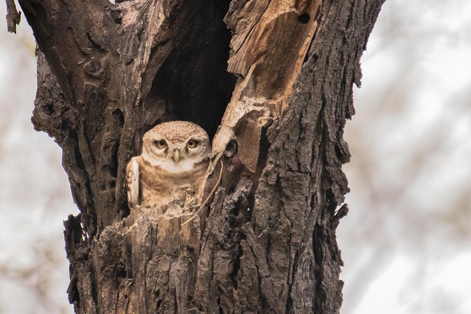 Sultanpur Birding Escapade - Key points to know before you book