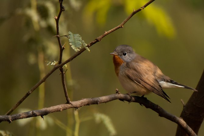 Sultanpur Birding Escapade - Why Sultanpur works so well as a Delhi day trip