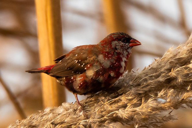 Sultanpur Birding Escapade - Photography coaching for beginners and serious hobbyists