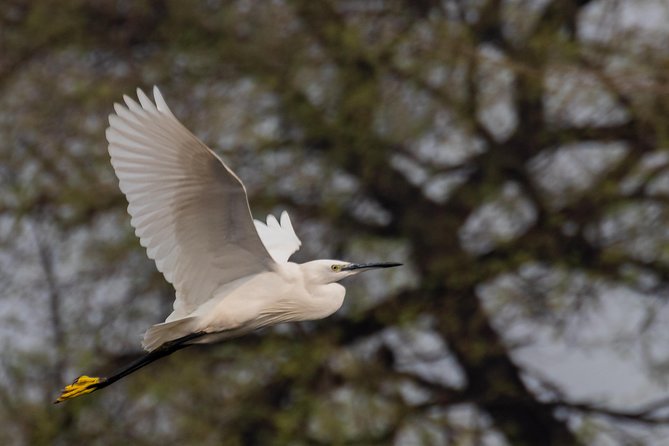Sultanpur Birding Escapade - A private pickup keeps the morning simple