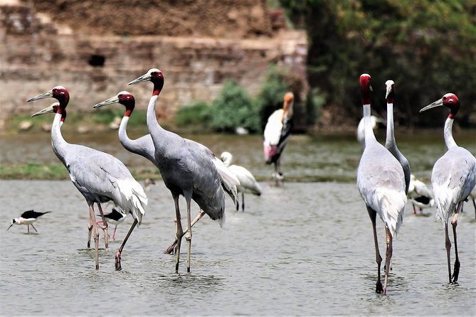 Sultanpur The wonder of Birding from Delhi - Key details at a glance