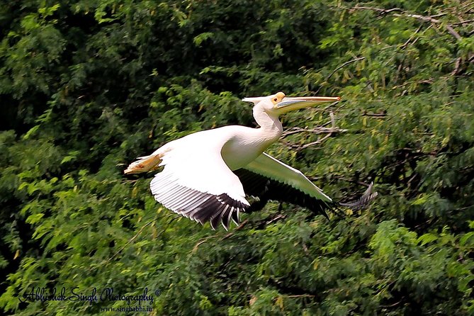 Sultanpur The wonder of Birding from Delhi - The 7:00 am drive from Delhi