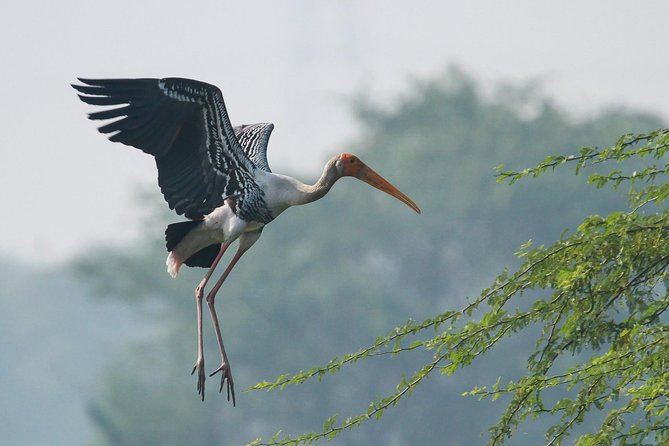 Sultanpur The wonder of Birding from Delhi - Who will enjoy this outing most?