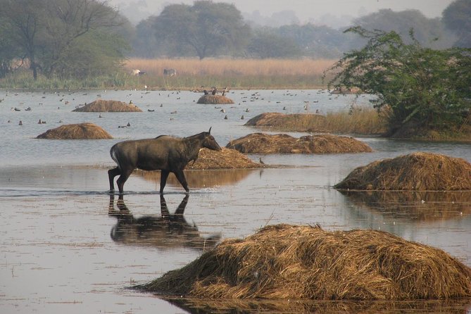 Sultanpur The wonder of Birding from Delhi - Three hours around Sultanpur’s wetland