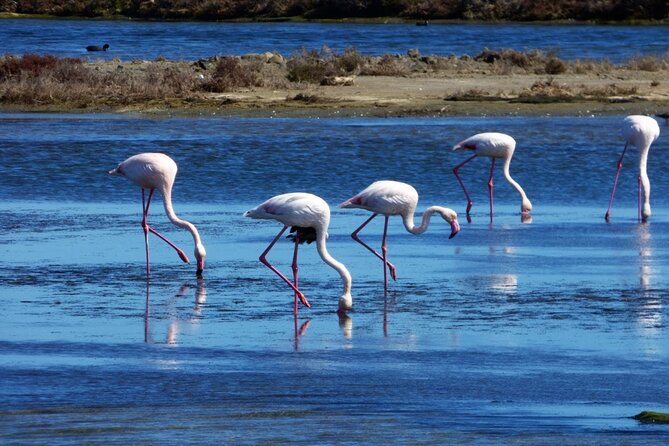 Sunset among flamingos in the Ebro Delta - Key points to know before booking