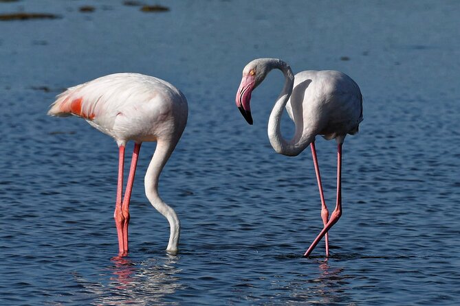 Sunset among flamingos in the Ebro Delta - Starting at Riet Vell