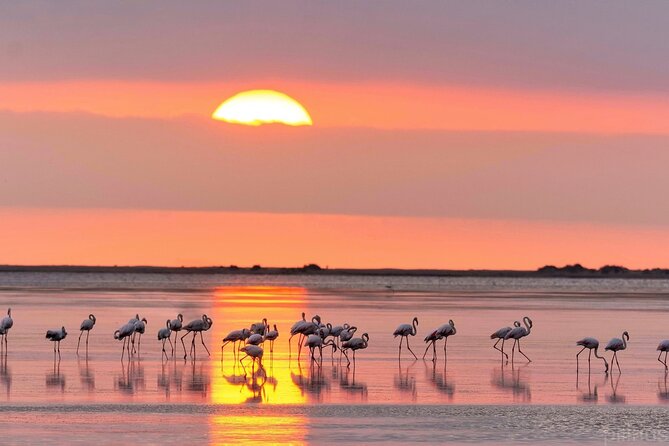 Sunset among flamingos in the Ebro Delta - Learning how rice and wetlands shape the delta