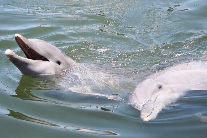 Sunset, Dolphin/Birding On A Private Guided Savannah Cruise - Key points at a glance