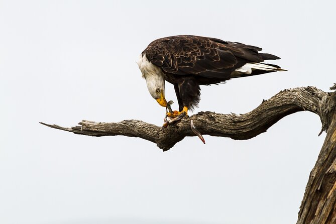 Sunset, Dolphin/Birding On A Private Guided Savannah Cruise - What is supplied, and what you should bring