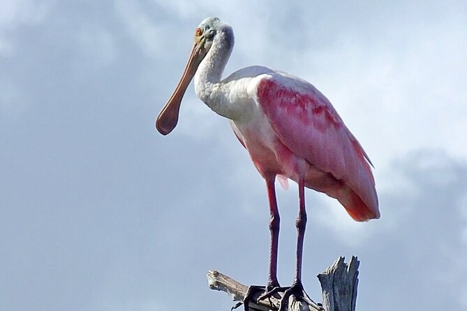 Sunset, Dolphin/Birding On A Private Guided Savannah Cruise - Who should book this cruise?