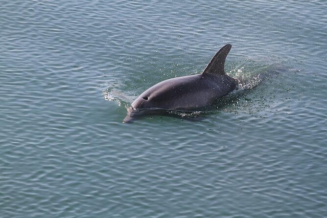 Sunset, Dolphin/Birding On A Private Guided Savannah Cruise - Isle of Hope and the first stretch down Skidaway River
