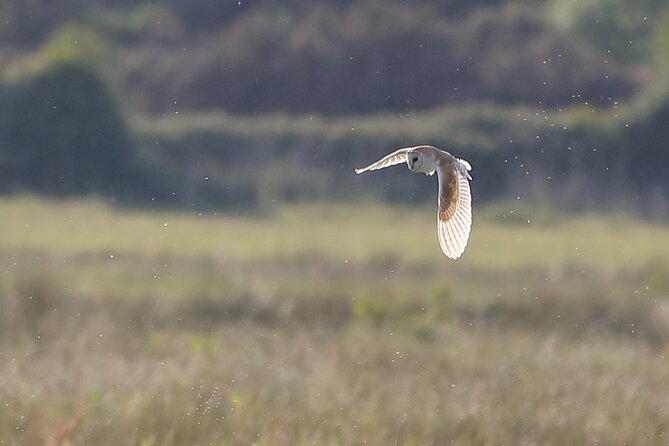 Sussex Birdwatching Private Guided Day Tour - Key reasons to consider this Sussex birdwatching day