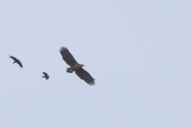 Sussex Birdwatching Private Guided Day Tour - Burpham and the open Sussex downland