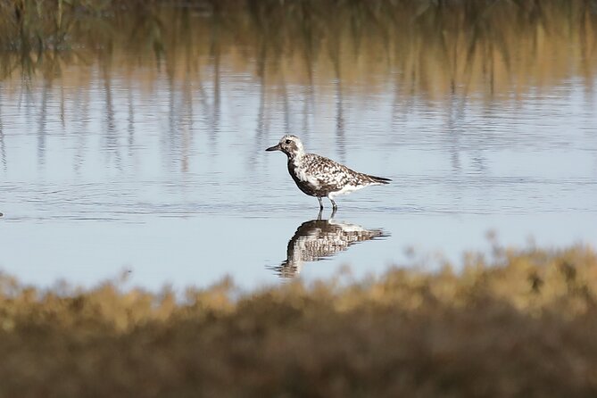 Sussex Birdwatching Private Guided Day Tour - What the private guiding adds