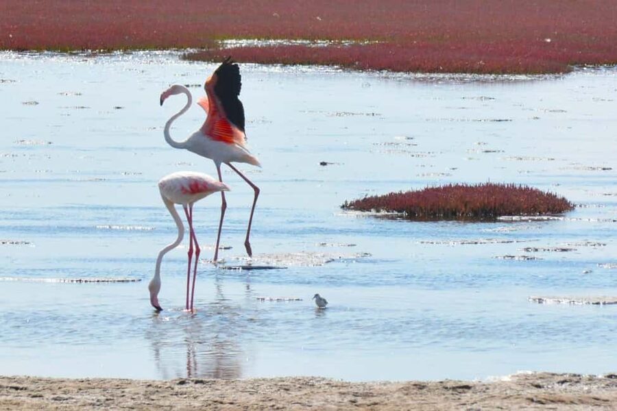 swakopmund city tour dune 7 pink lake pink flamingos - A fast route through Swakopmund and Walvis Bay