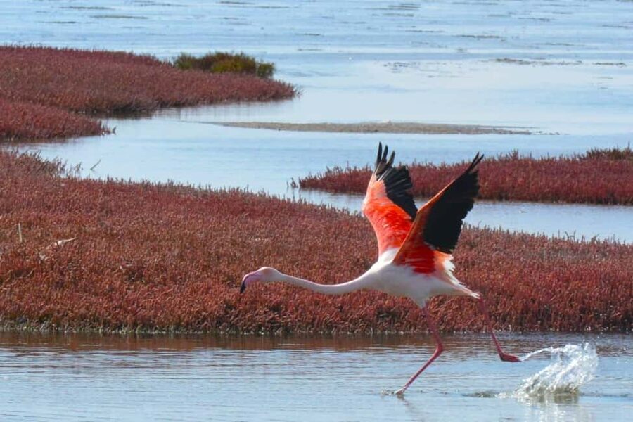 swakopmund city tour dune 7 pink lake pink flamingos - Why the $75 price can be fair