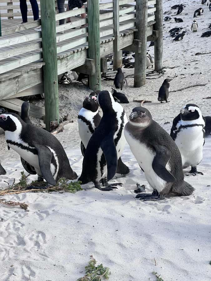 Swim with Penguins at Boulders Beach Penguin Colony - Who will enjoy this Cape Town outing
