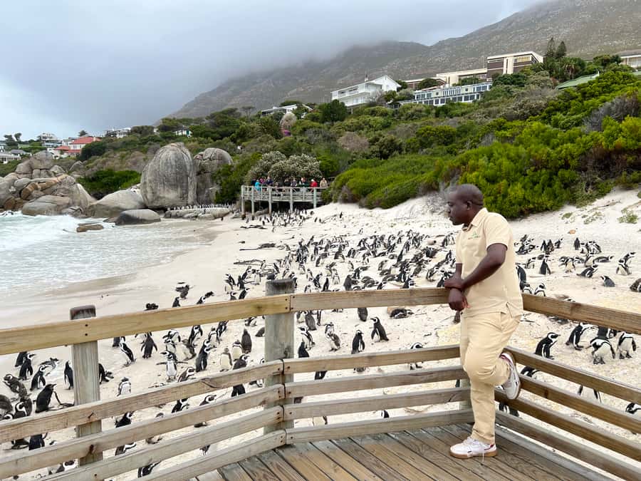 Swim with Penguins at Boulders Beach Penguin Colony - Bo-Kaap adds color before the coast