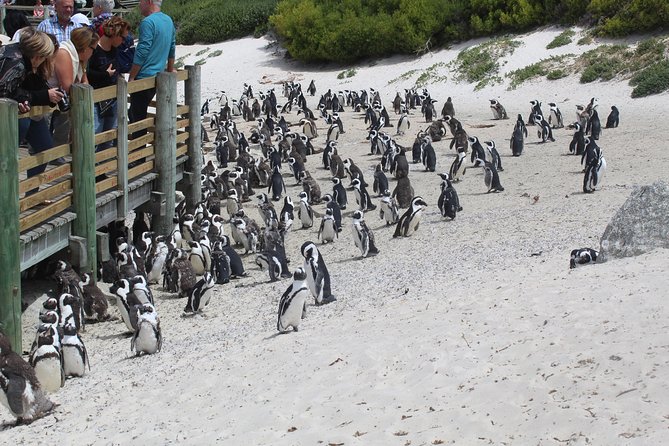 Swim with Penguins At Boulders Chapman's Peak Exc Entry Fees - Constantia wine and Cape Town’s modern history