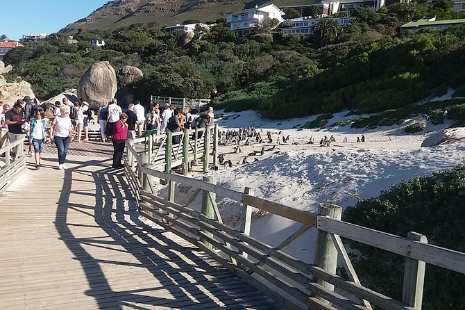 Swim with Penguins At Boulders Chapman's Peak Exc Entry Fees - Timing, transport and the group experience