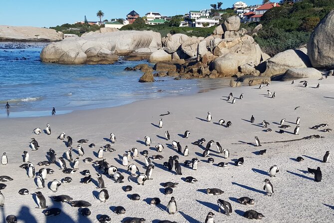 Table Mountain, Boulder's Penguins, Cape of Good Hope&Cape Point - One day, three sides of Cape Town
