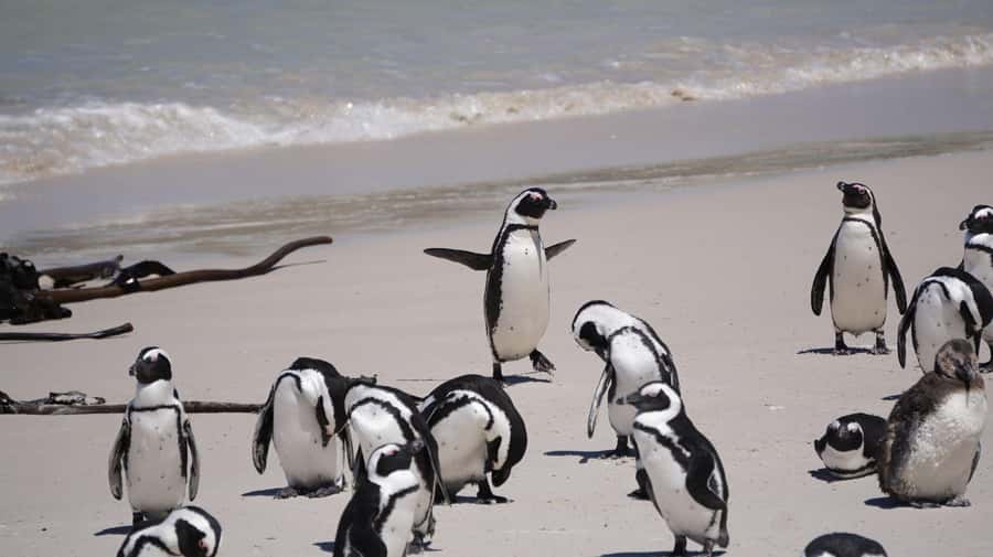 Table Mountain, Cape of Good Hope & Penguins Private Tour - Chapman’s Peak, where the road becomes the attraction