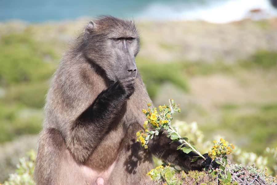 Table Mountain, Cape of Good Hope & Penguins Private Tour - Cape of Good Hope and Cape Point