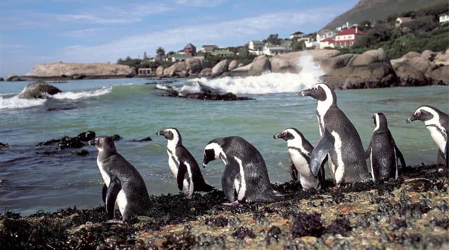 Table Mountain, Cape of Good Hope & Penguins Shared Tour - Who should book this experience?