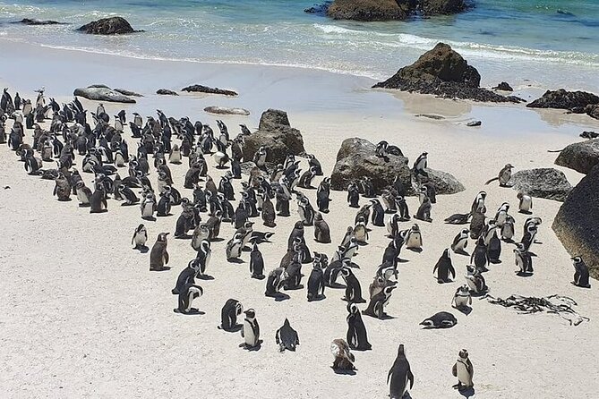 Table Mountain, Cape Point & Penguin Beach ENTRANCE INCLUDED - Table Mountain cable car and summit walks