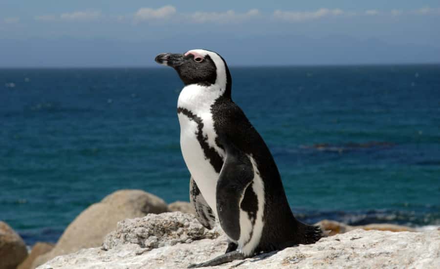 Table Mountain, Cape Point & Penguin Beach ENTRANCE INCLUDED - Booking, weather, and cancellation points