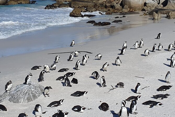 Table Mountain,Cape Point & Penguins Shared Tour, From Cape Town - Chapman’s Peak is the scenic driving highlight