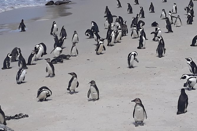 Table Mountain, penguin and Cape of good hope Fees included - Noordhoek Farm Village adds a practical pause